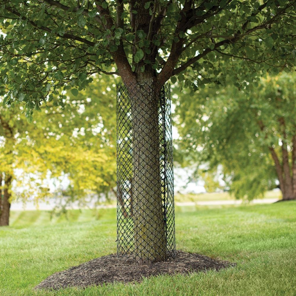 Fall Tree Protection Prep 1