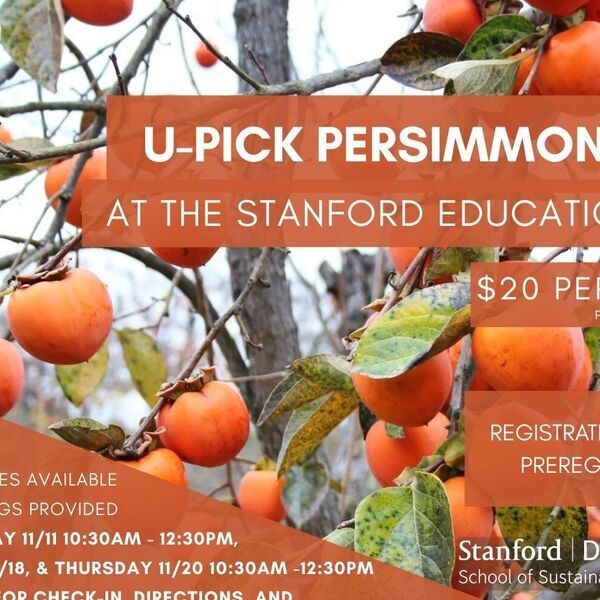 U-Pick Persimmon 1
