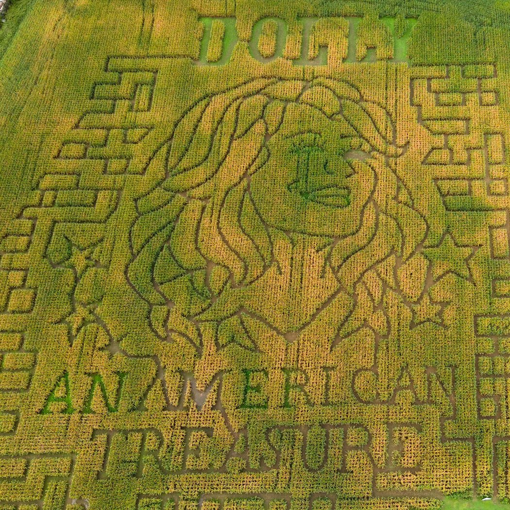 Harvest Celebration & Corn Maze 1