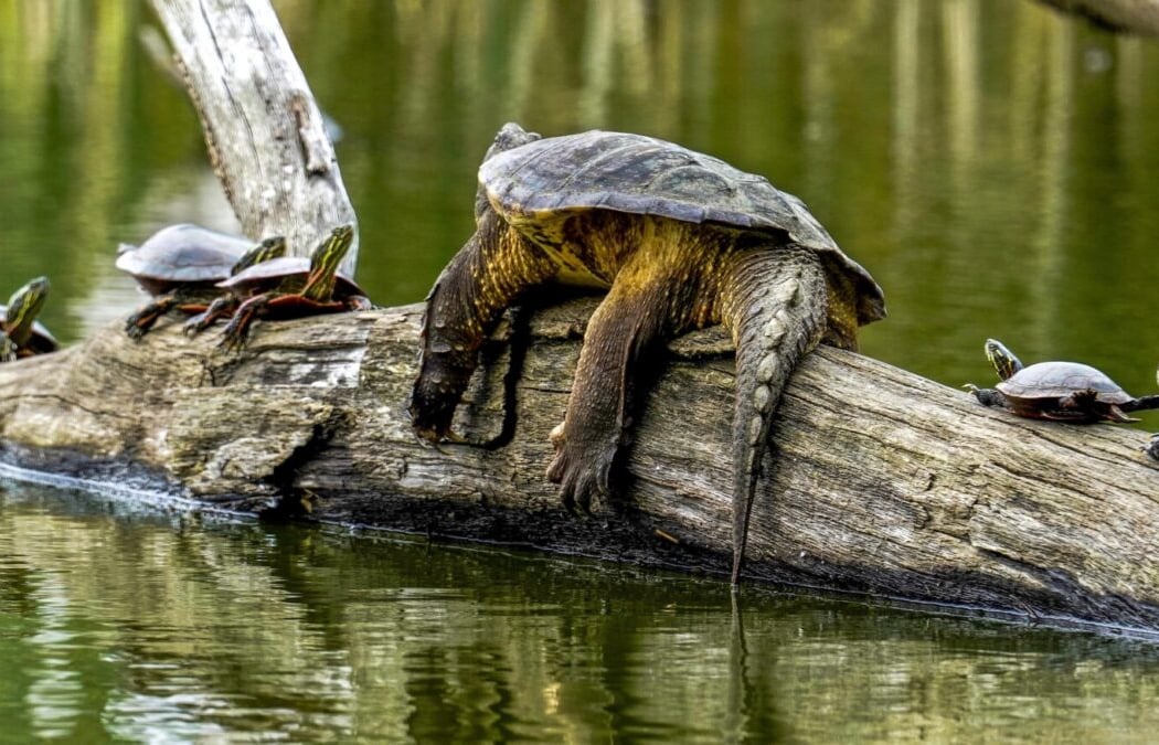 Turtle Walk 3