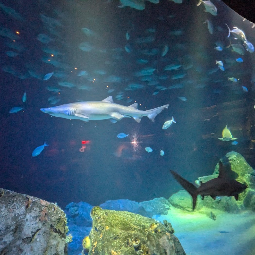 The New York Aquarium 4
