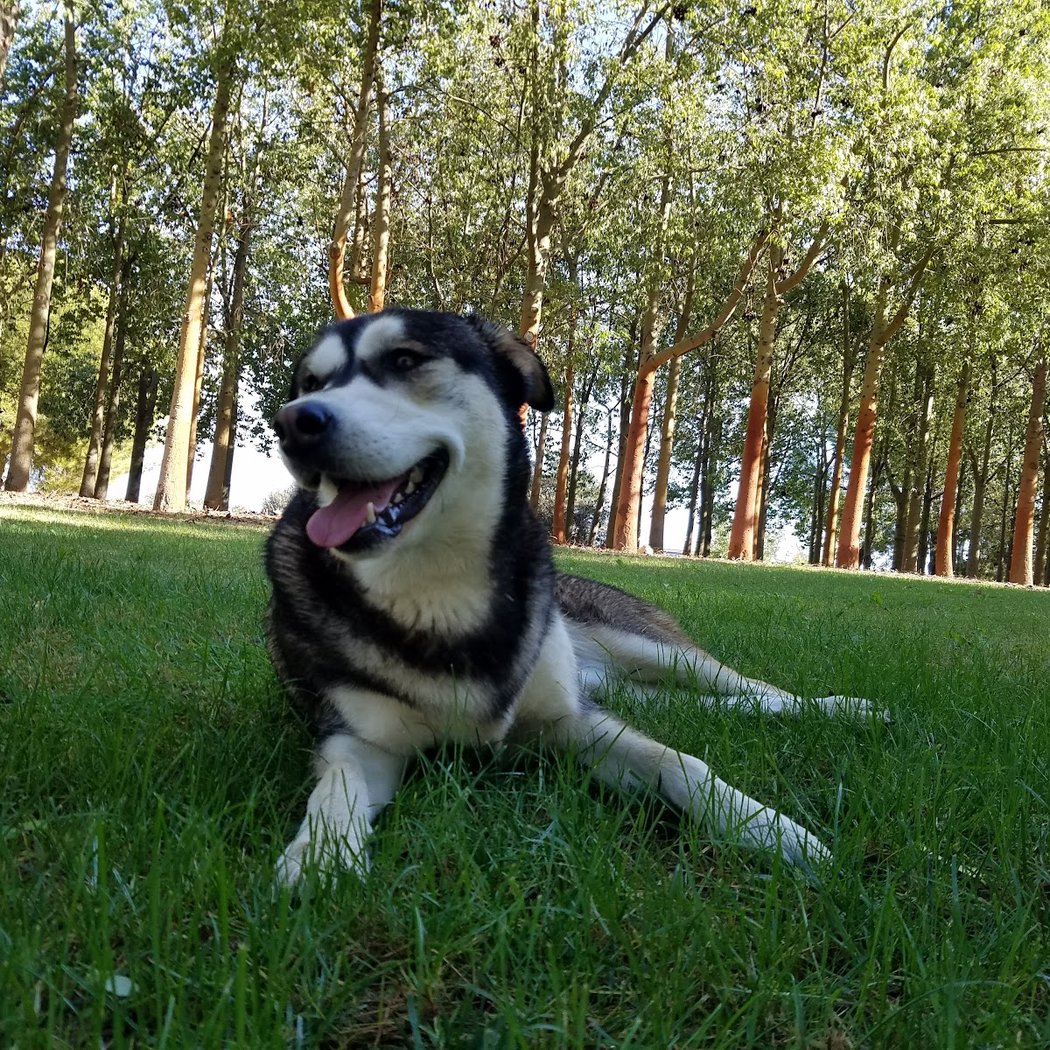 Perros Alamillo Park 1