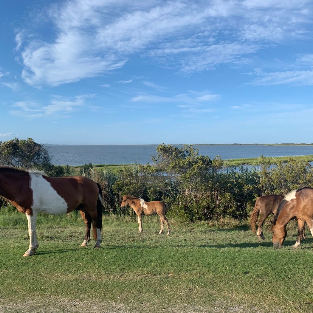 Assateague Island 4