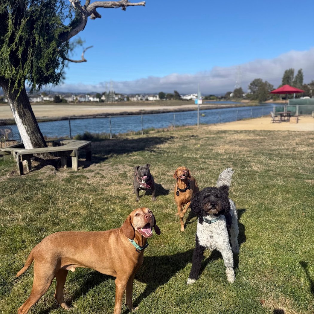 Shore Dogs Park 1