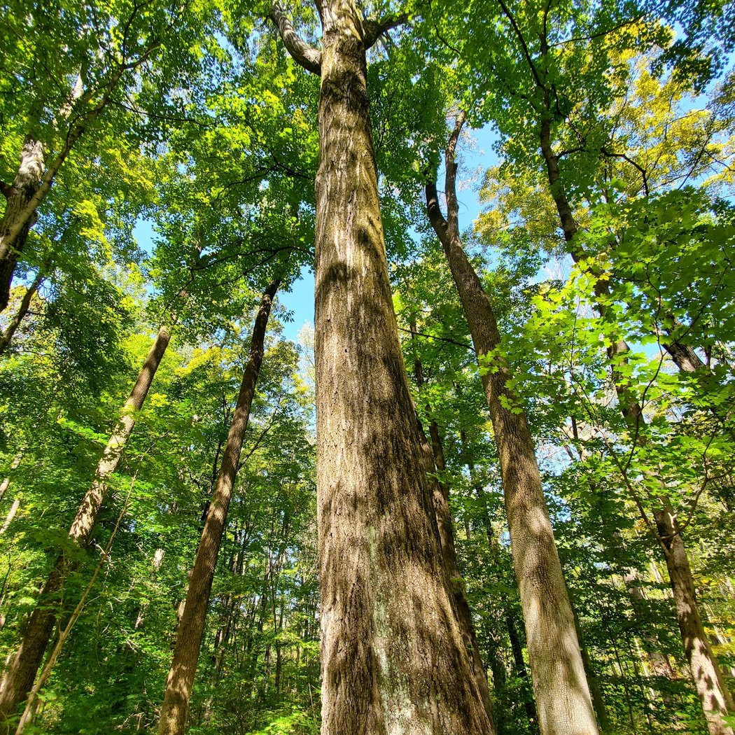 Manderfield Preserve 1