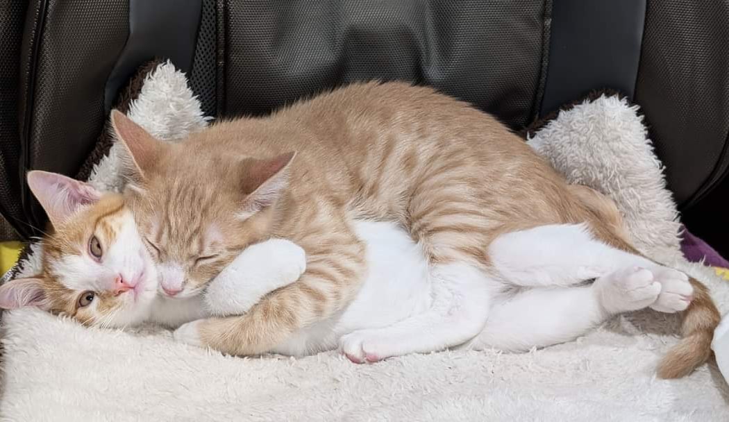 Community Concern For Cats 2