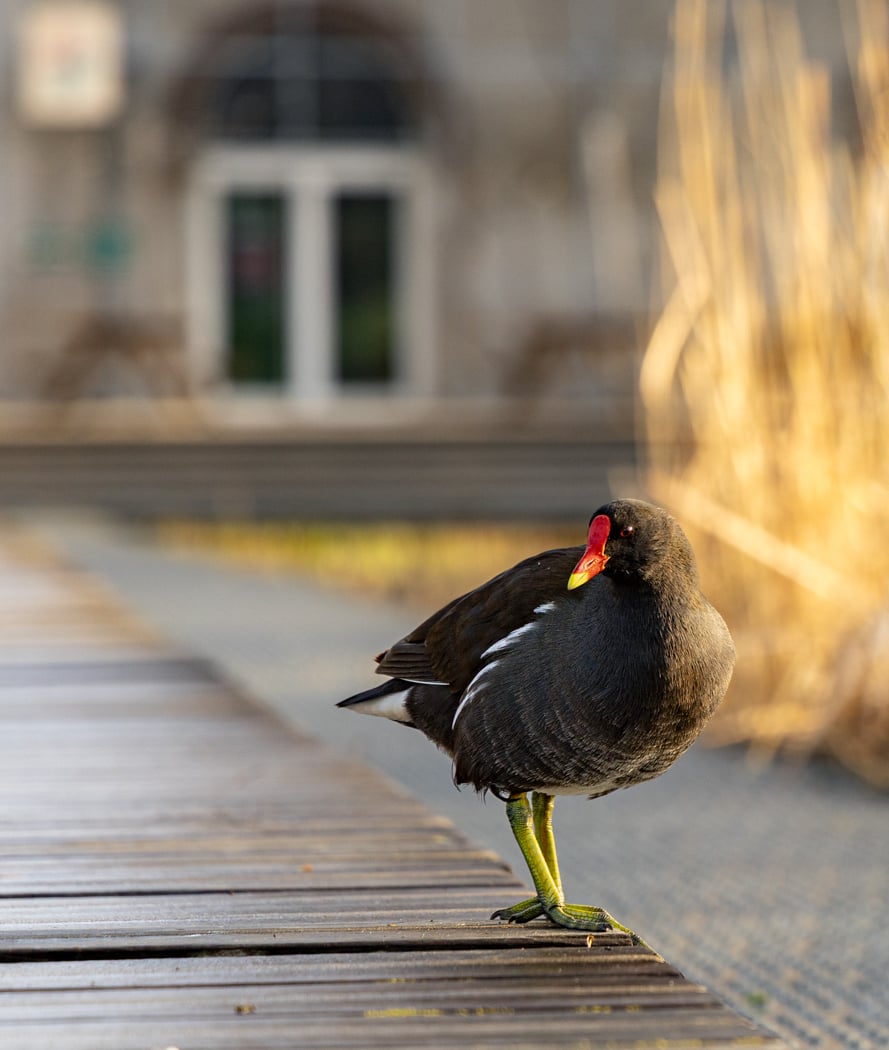 Parc Clichy-Batignolles - Martin Luther King 2