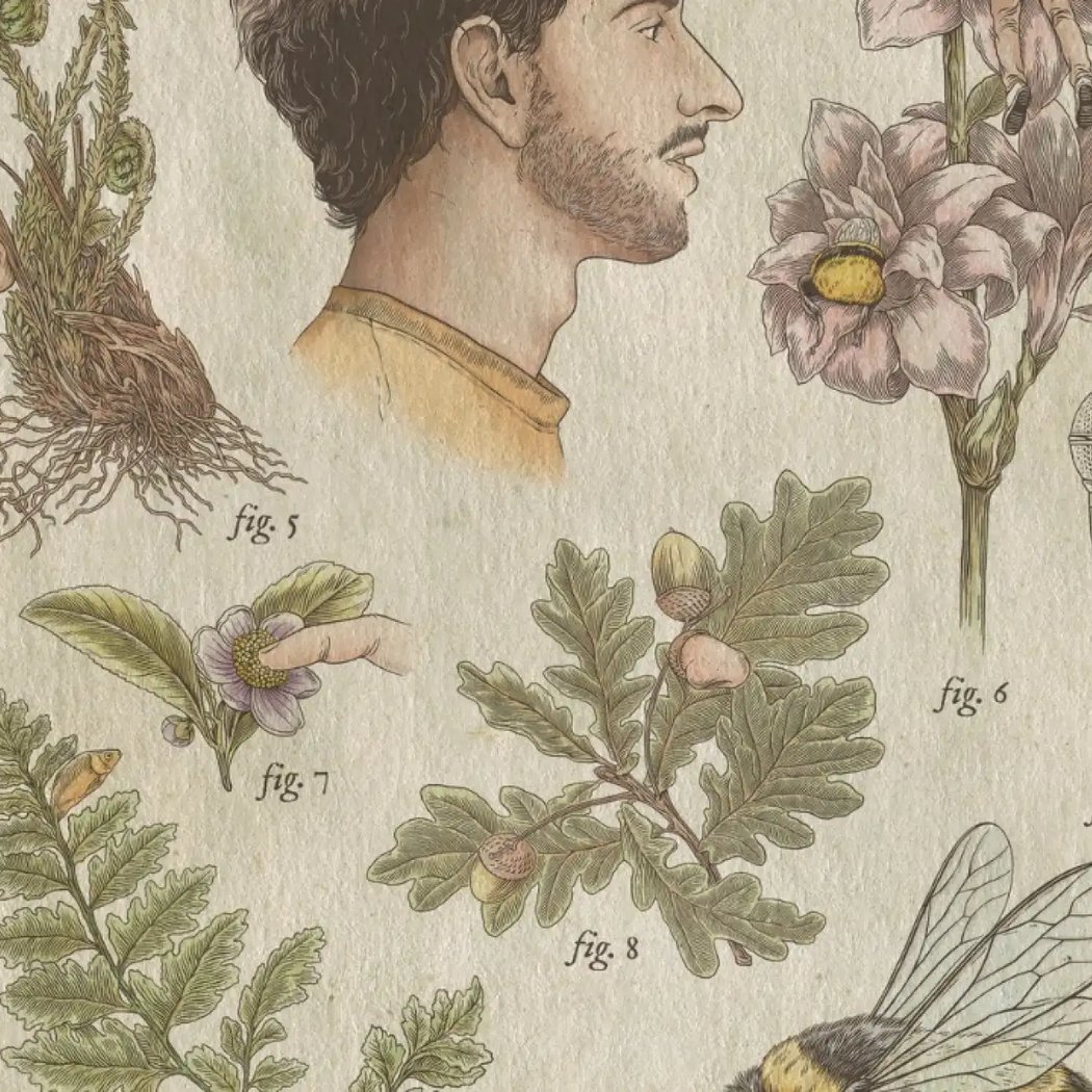 REMI BOYES - Bombus Terrestris 1