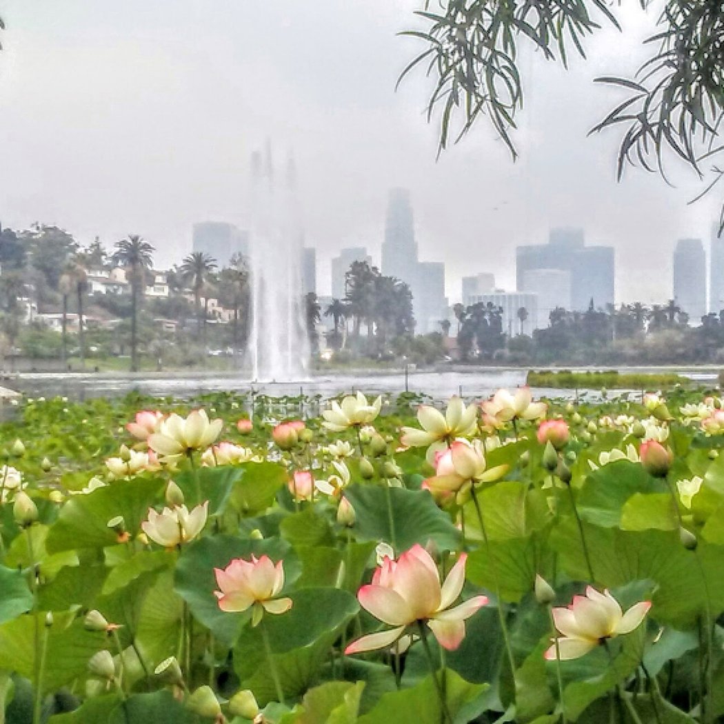 Lotus Flower 5K Run/Walk 2