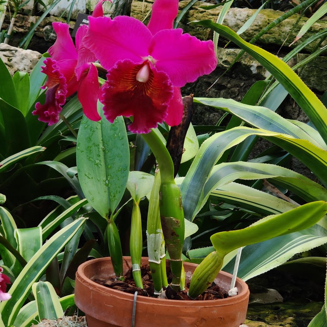 Lincoln Park Conservatory 2