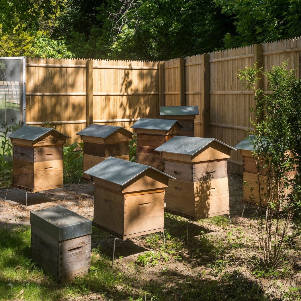 Atelier d'apiculture 1