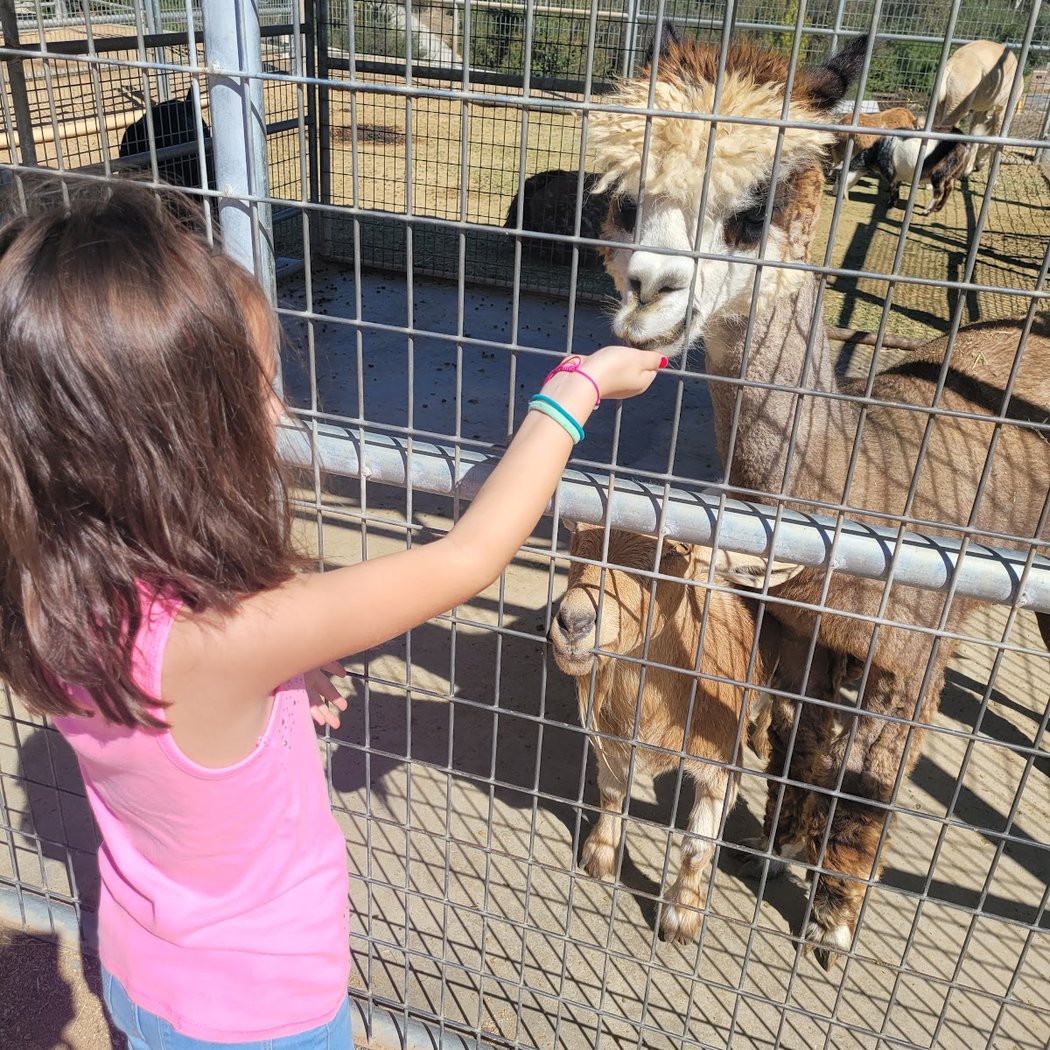 Sugarplum zoo 1
