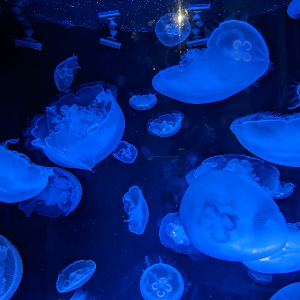 Jelly Dreamscapes 1