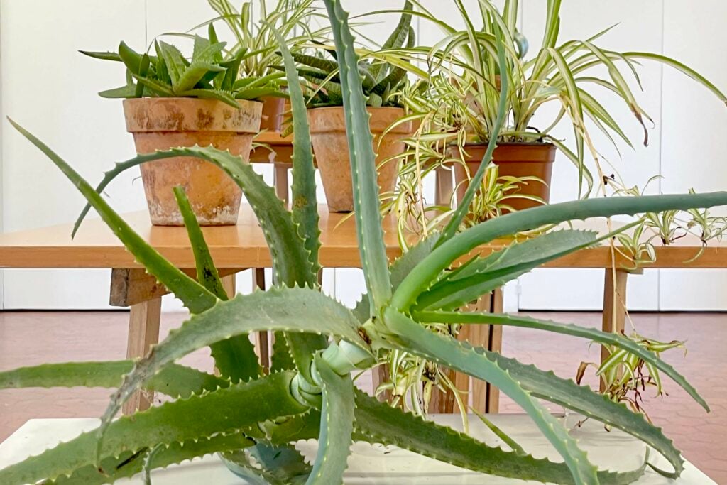 Échange de plantes 1