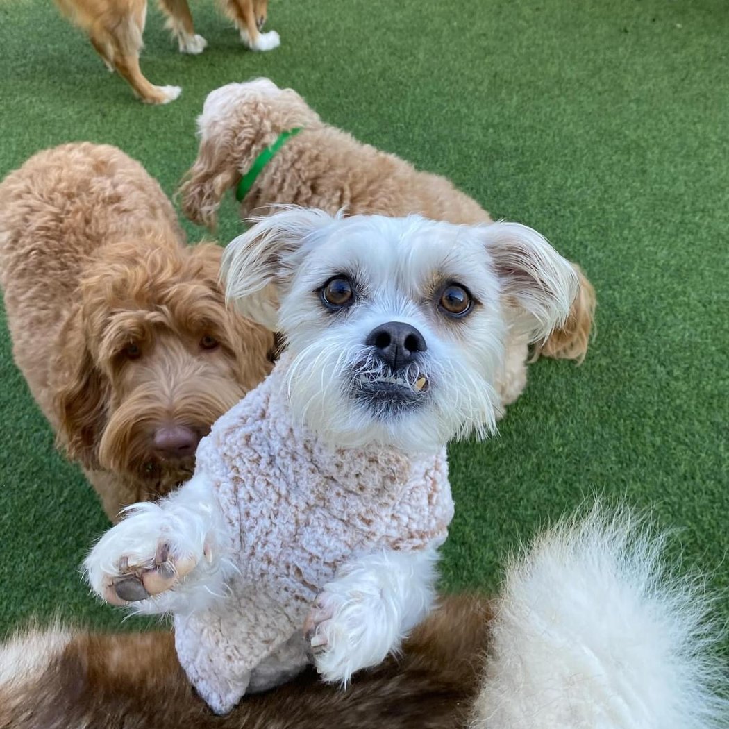 Dog Daycare Events 2