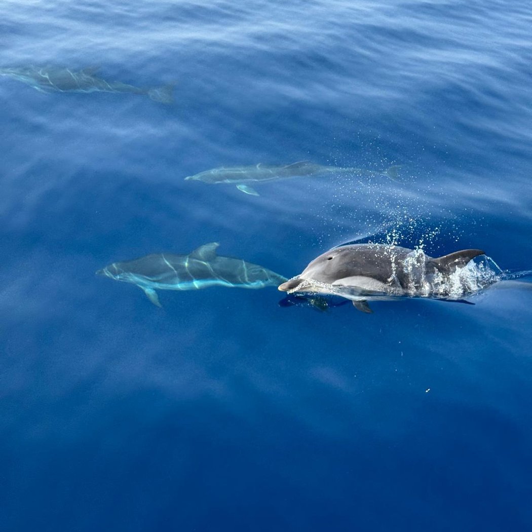 Swim with Dolphins in France - ANNETT (Sarl DTO) 2