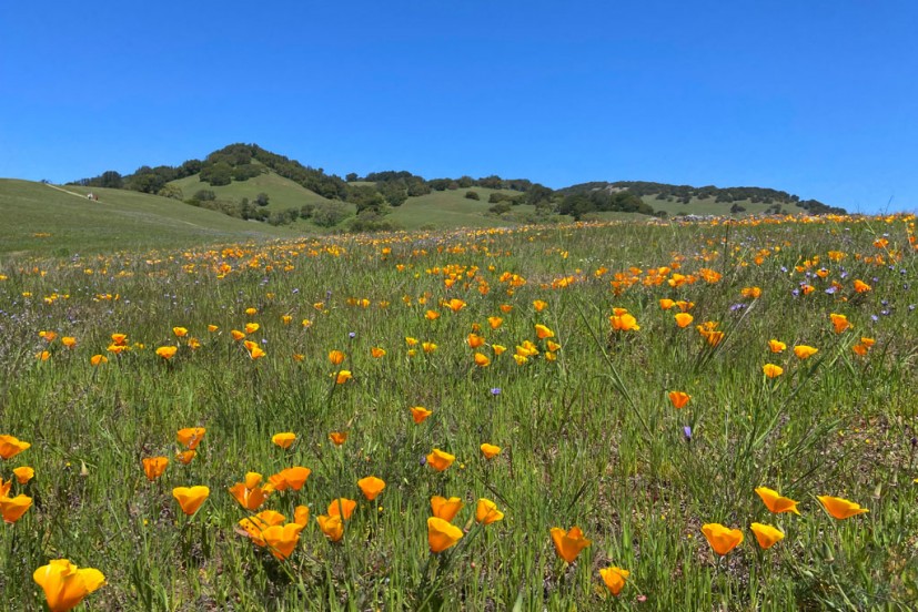 Mt. Burdell Open Space Preserve 1