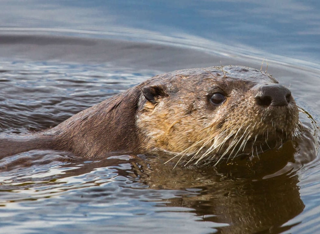 River Otter Ecology Project 1