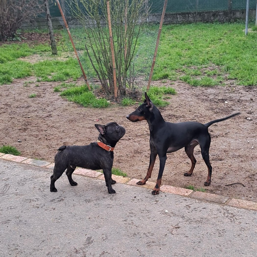 Hôtellerie Kaline - Pension Familiale pour Chats et Chiens ; Visites à domicile pour Chats 2