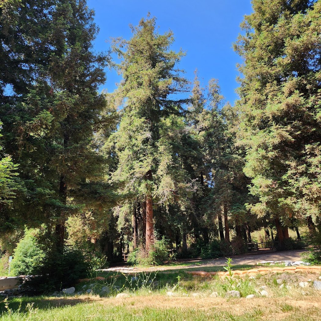 Redwood Grove 2