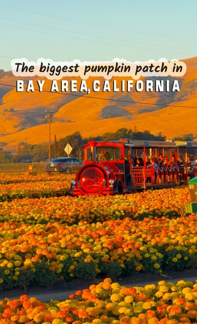 Spina Farm Pumpkin Patch