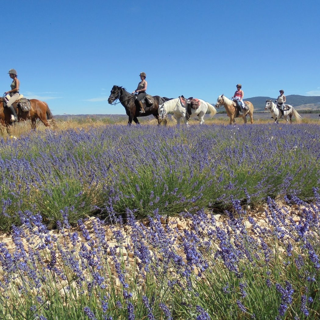 CAP RANDO CHEVAL - Voyages à cheval et Randonnées équestres en Provence, en France et à l'étranger 1