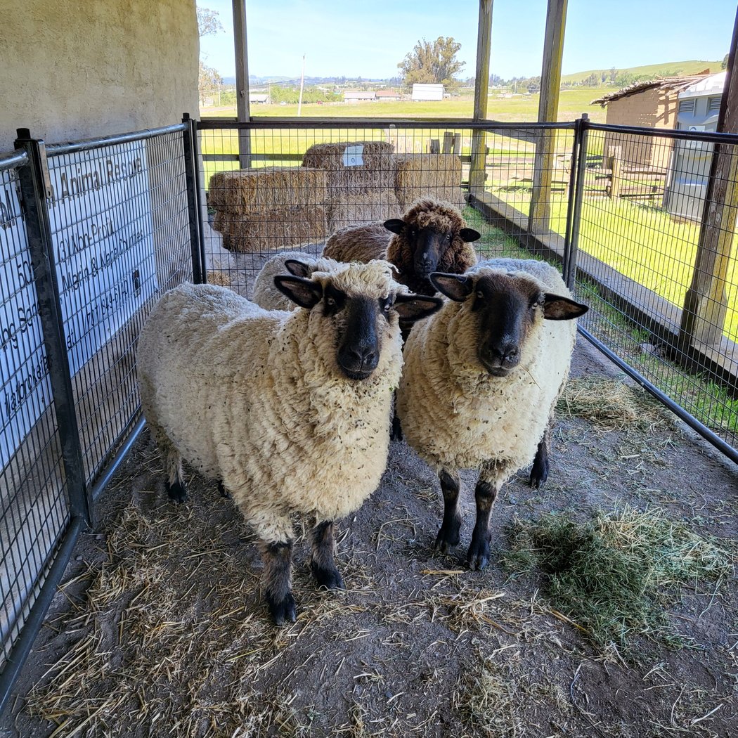 Sheep Shearing Day 2