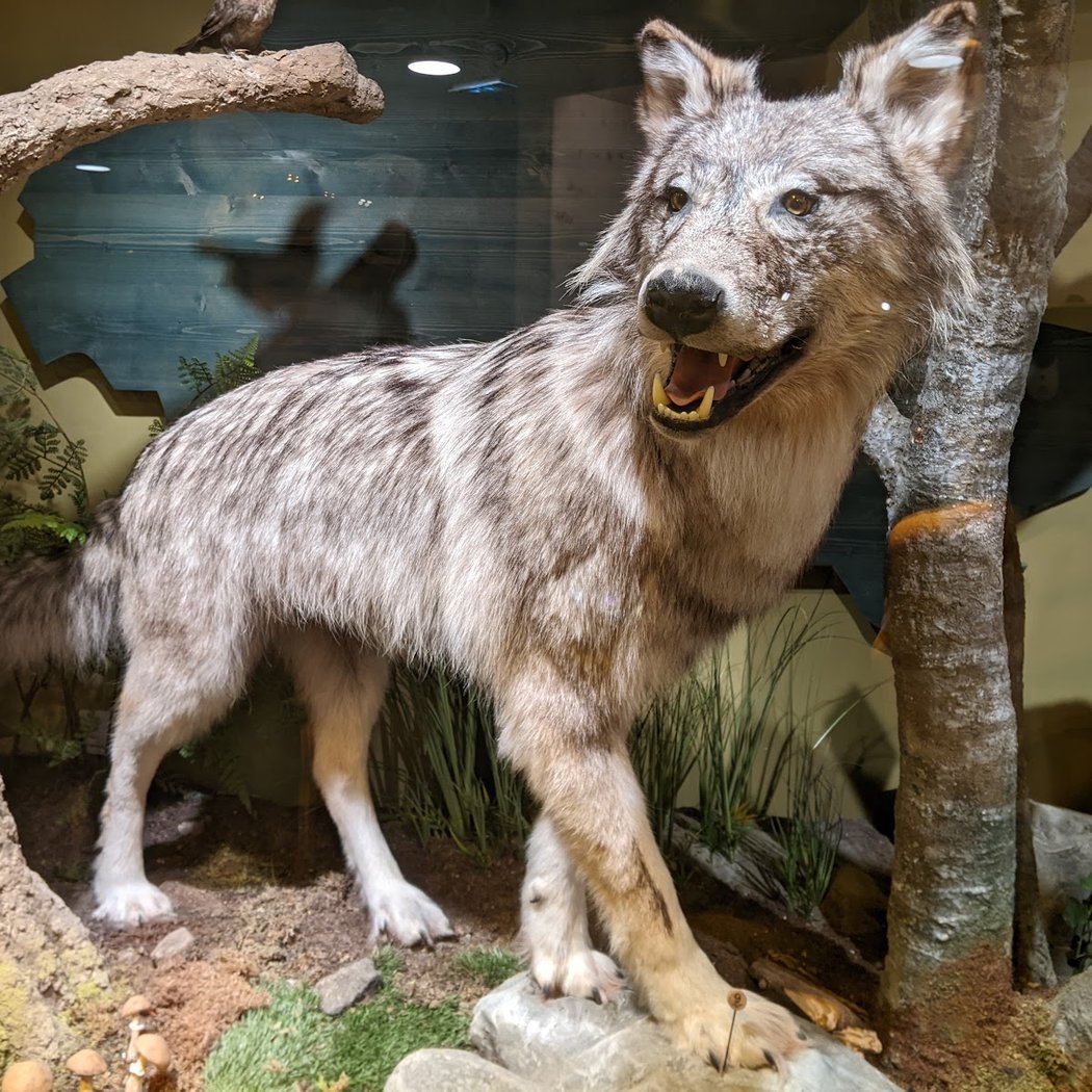 Le muséum des animaux de montagne 1