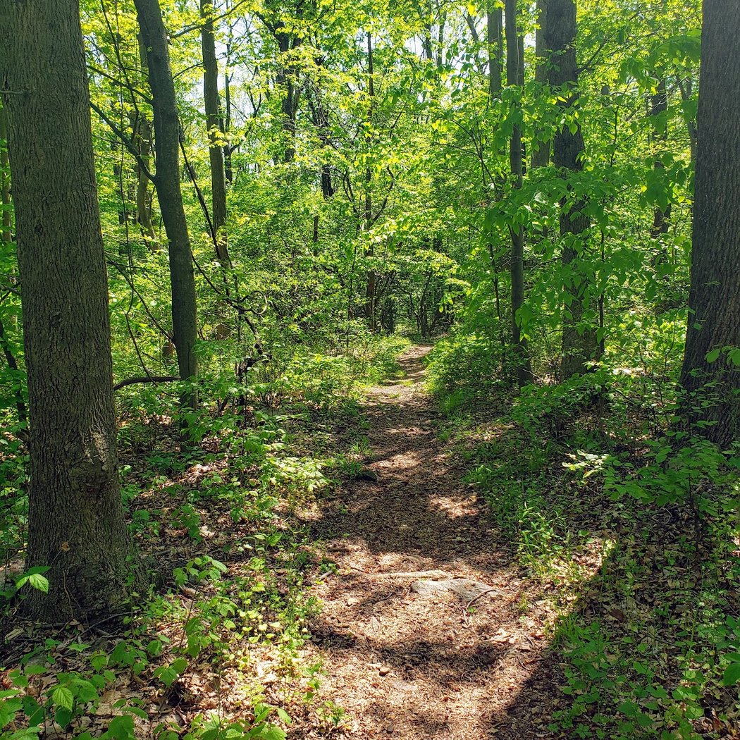 Teetertown Ravine Nature Preserve 3