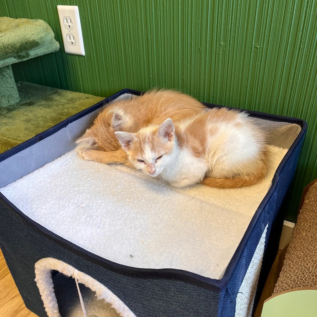 Itty Bitty Kitty Cafe 2
