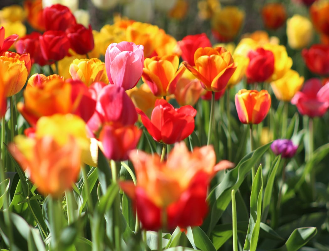 Tulip Day 1