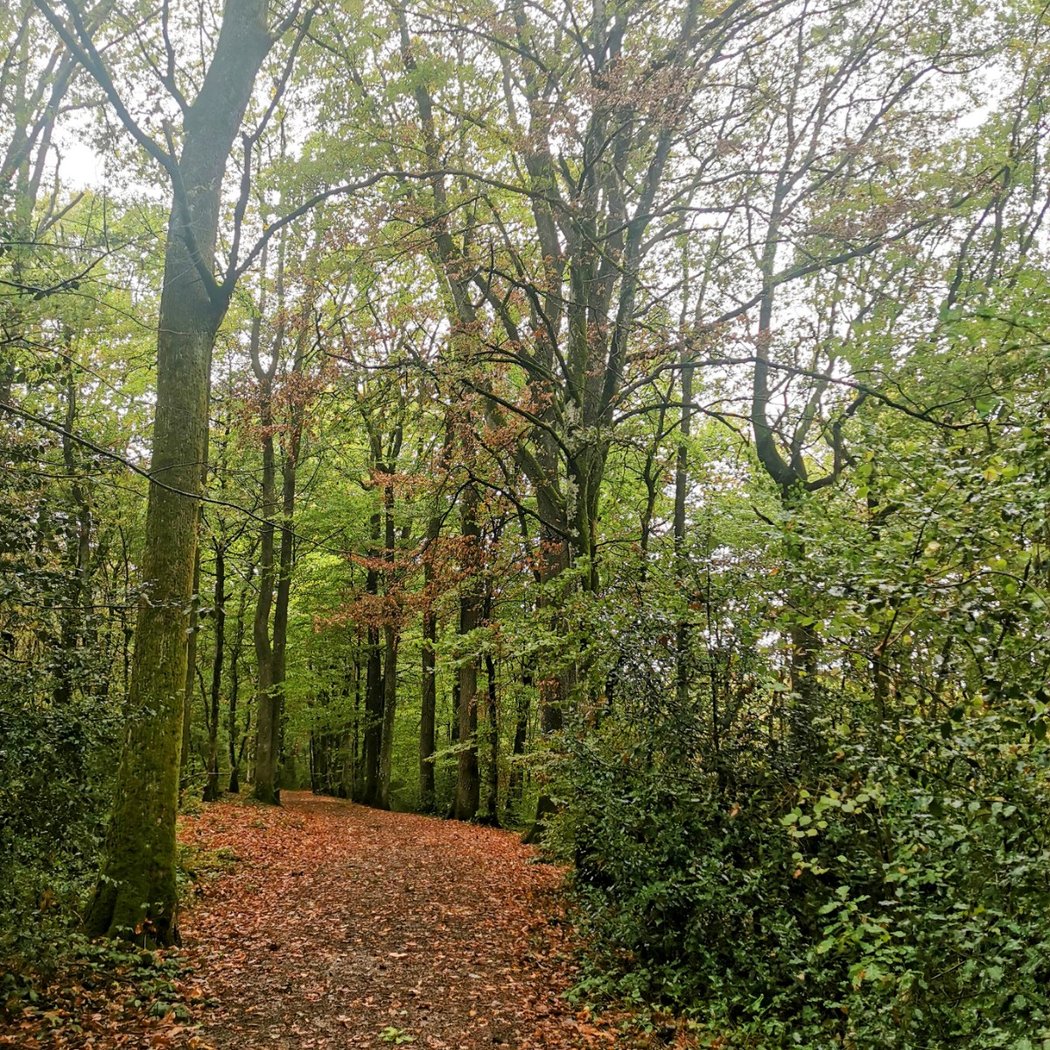 Forêt des Loges 3