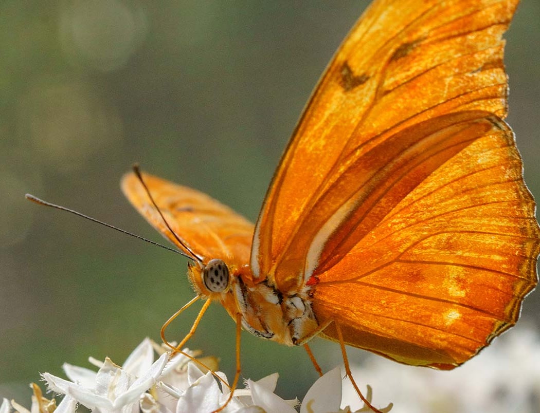 Fall Butterflies 2