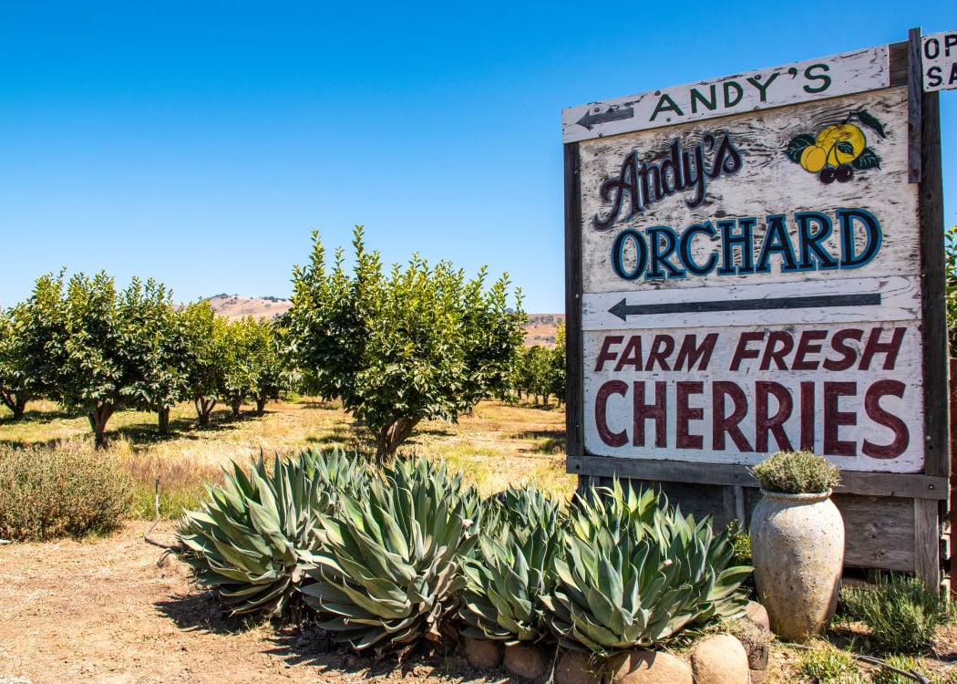 Summer Tasting and Orchard Tour 2