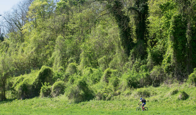 Forêt Régionale des Vallières 1