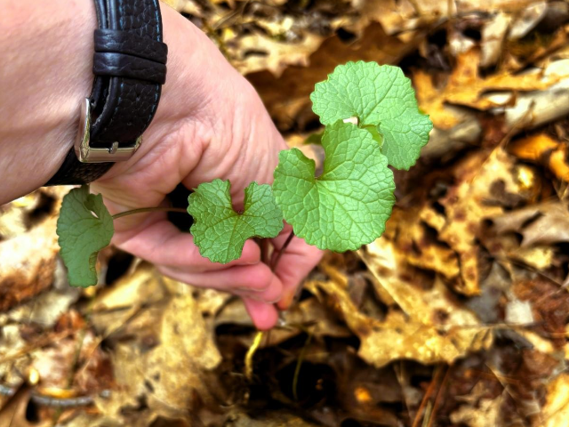 Invasive Plant Pull 2