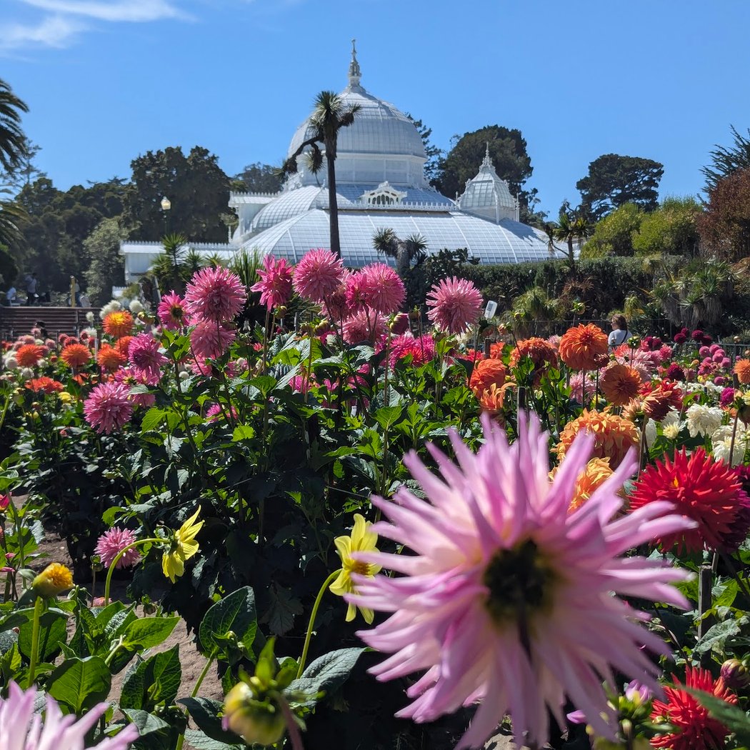 Dahlia Dell 3