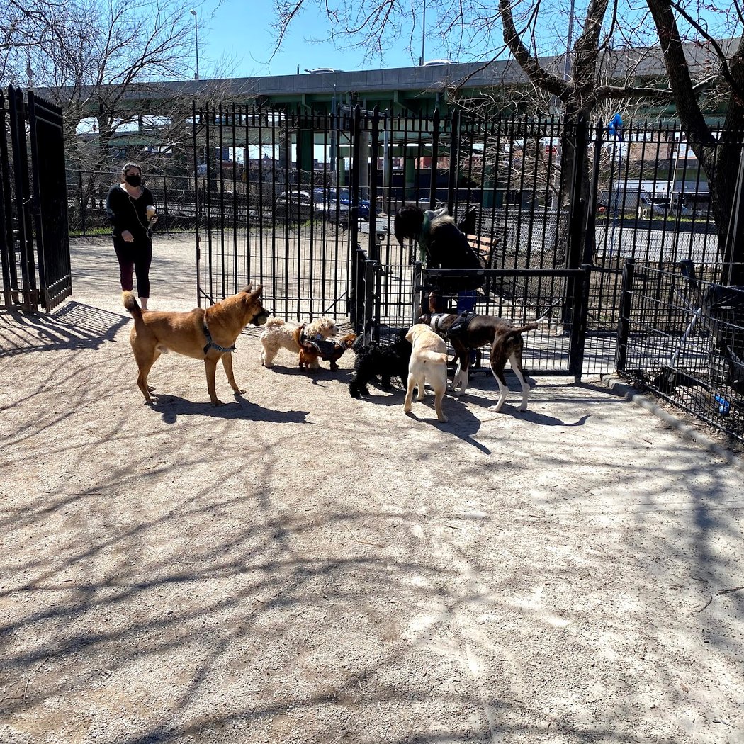 DiMattina Dog Run 2