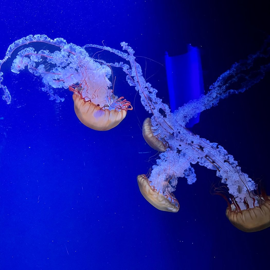 Médusarium 2