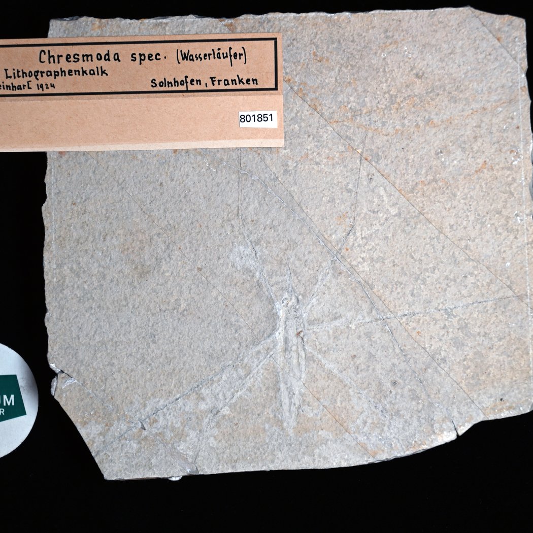 Fossile Krabbler: Eine Erfolgsgeschichte der Evolution