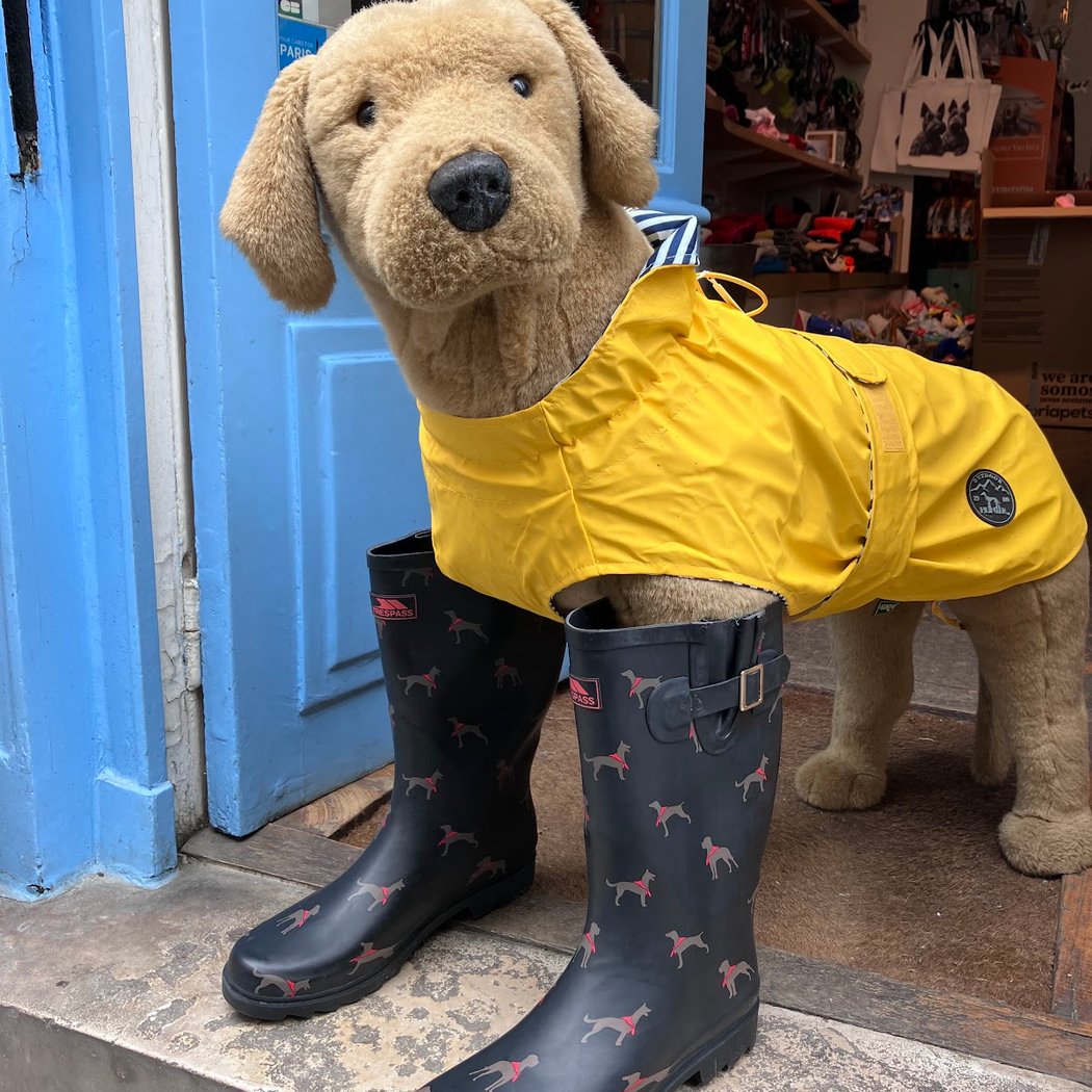 At the Dog 1