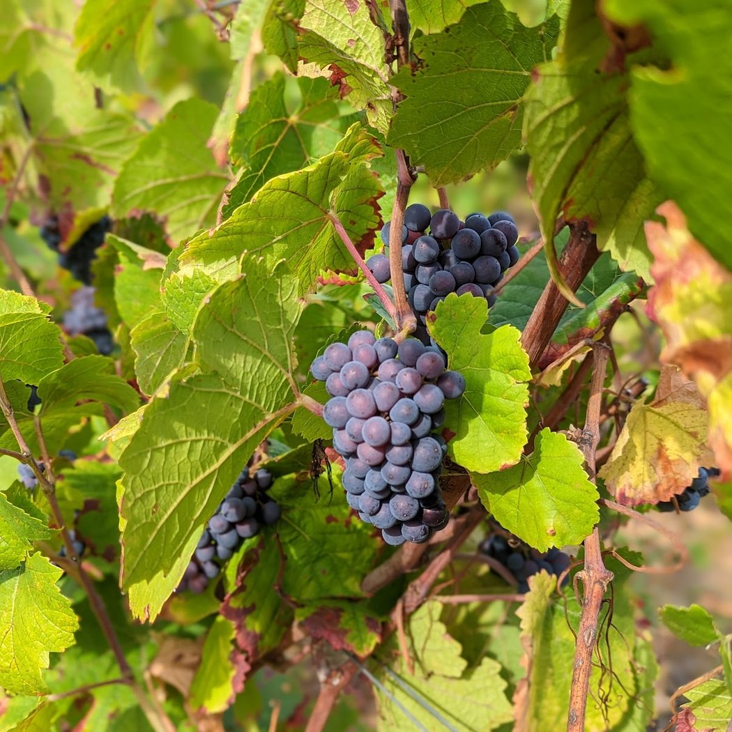 Vins de Tannay J.M PERDIKOURIS 3