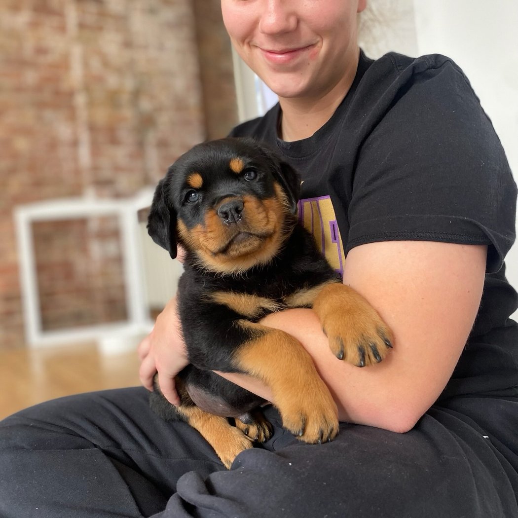 Rottweiler Puppy Yoga 1