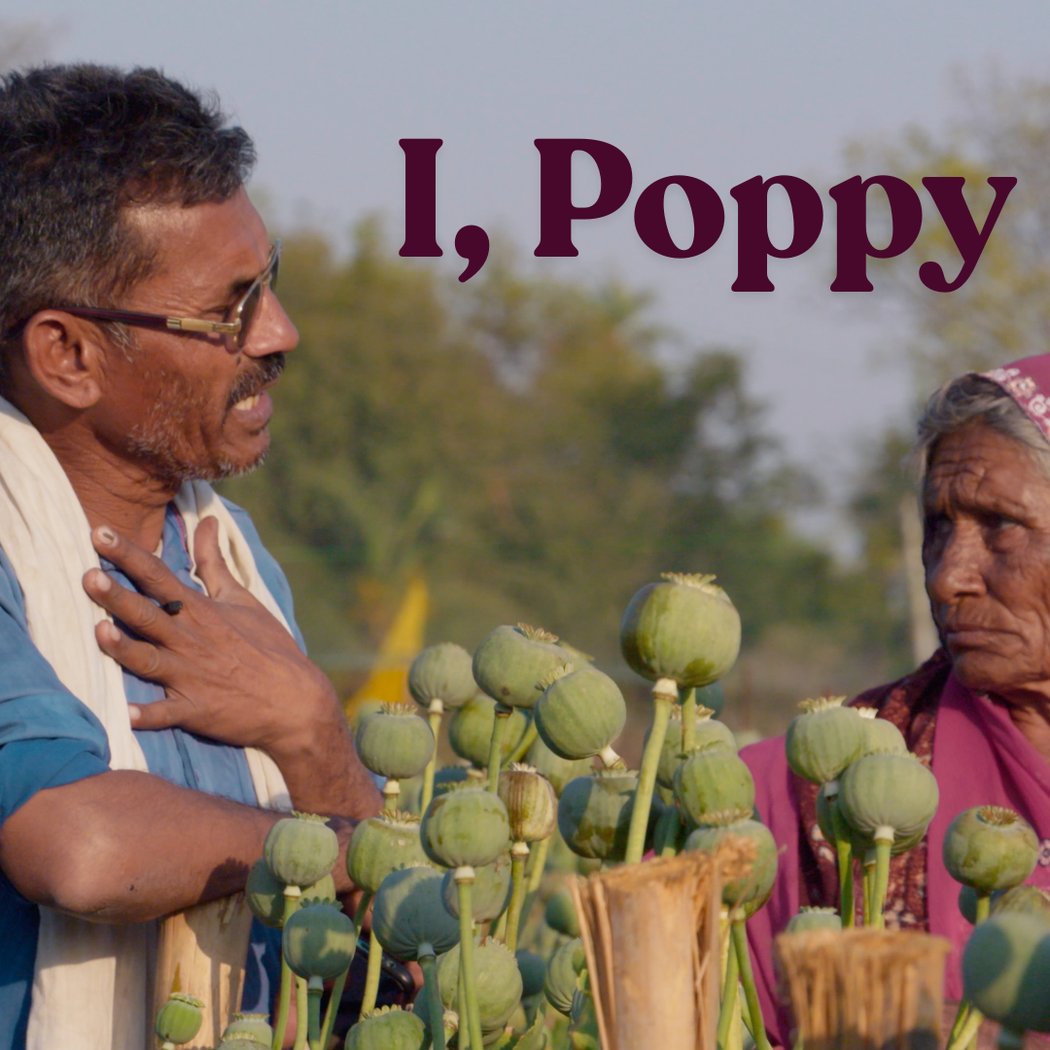 I, Poppy 3