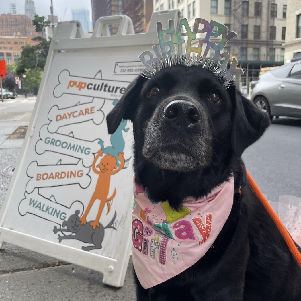 pupculture Tribeca 1