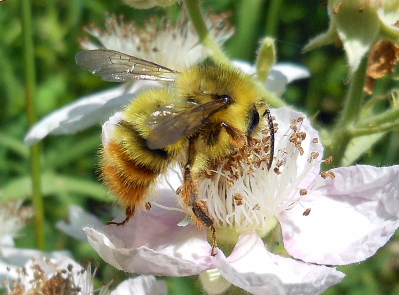 The Great Southeast Pollinator Census 3