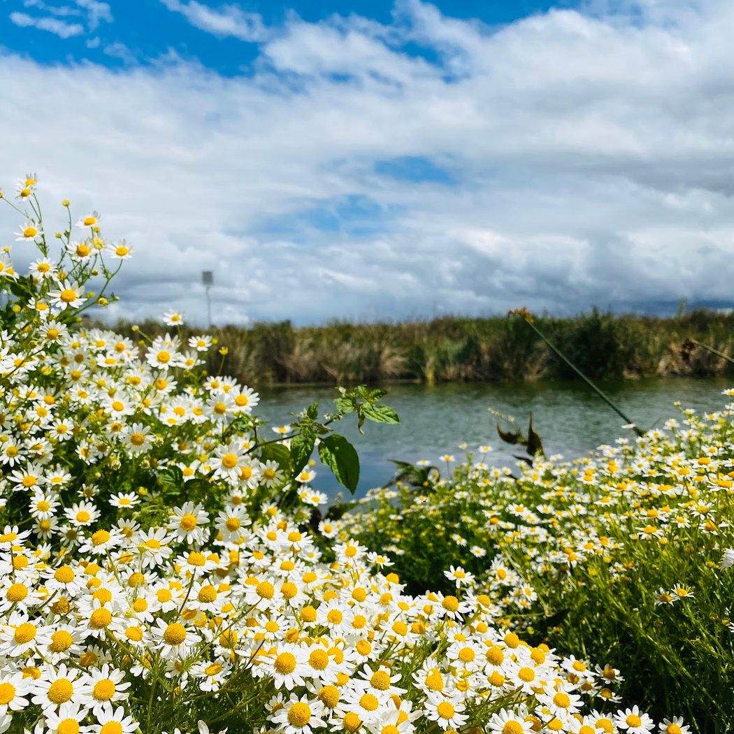 San Francisco Bay Trail 1