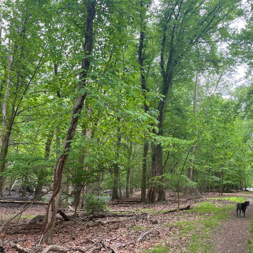 Emerson Woods Trail 2