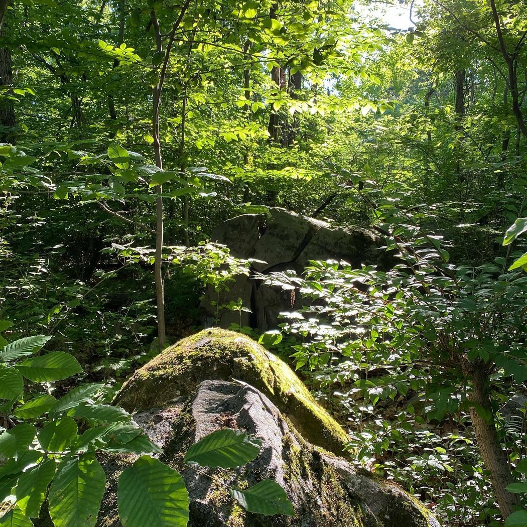 A Summer Solstice Forest Bathing Retreat 2