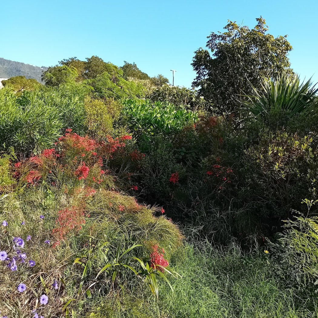 créole de Montgaillard Garden 3
